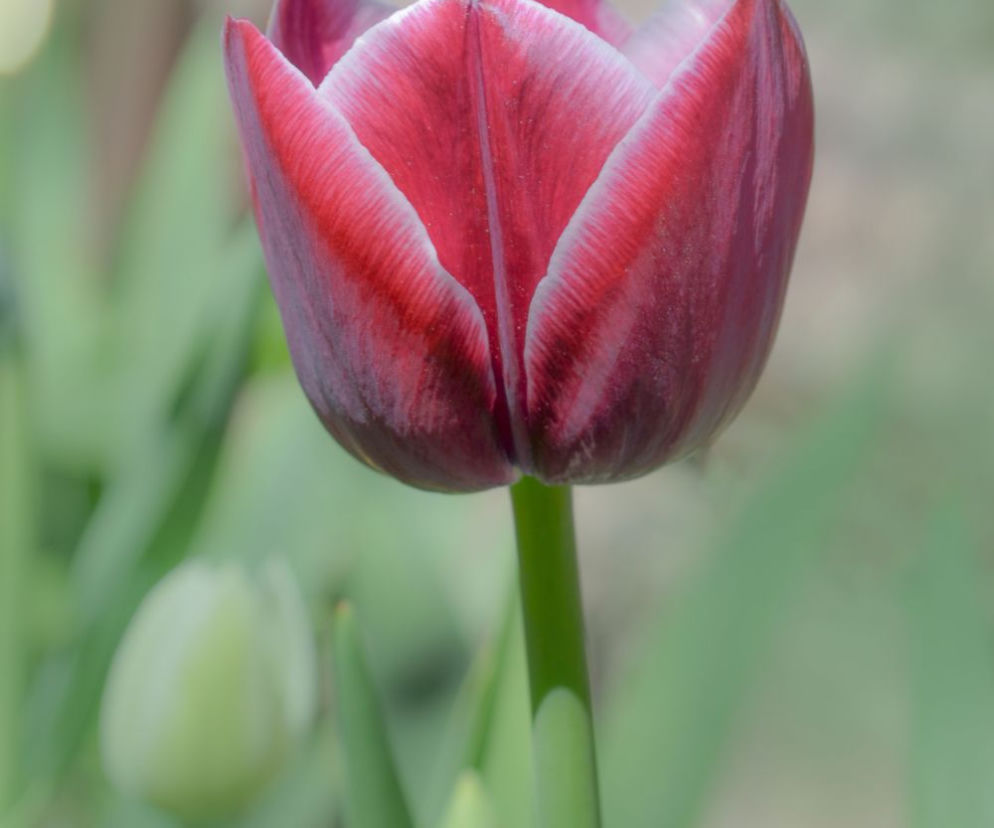Tulipan 'Arabian Mystery'