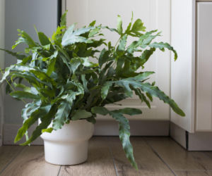 Poznaj flebodium – paproć, która zaskakuje wyglądem!