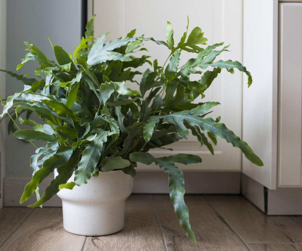 Poznaj flebodium – paproć, która zaskakuje wyglądem!