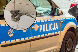 Zauważyli węża na klatce schodowej. Finał policyjnej akcji szokuje