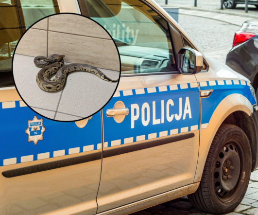 Zauważyli węża na klatce schodowej. Finał policyjnej akcji szokuje