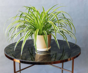 Zielistka Sternberga: prosta w uprawie roślina do każdego domu!