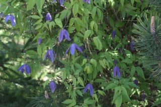 Powojnik alpejski - Clematis alpina