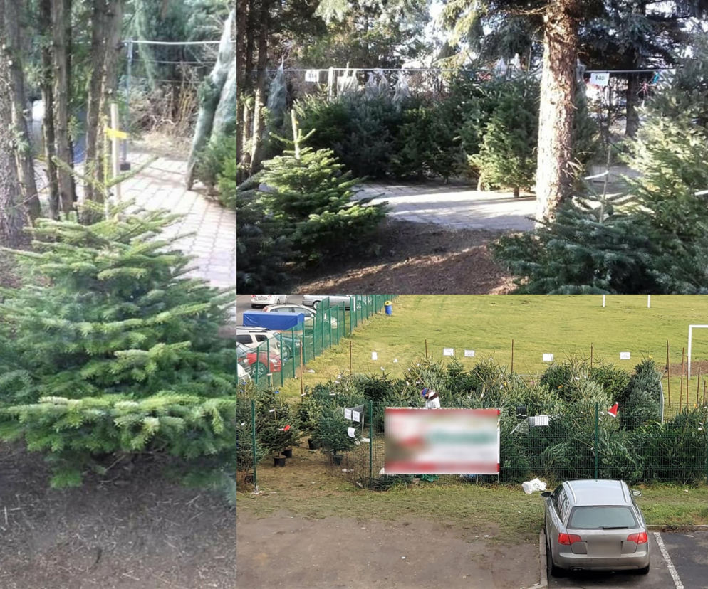 Opole. Gdzie kupić choinkę? Lista ADRESÓW! Ile kosztują choinki w Opolu?! Znamy szczegóły