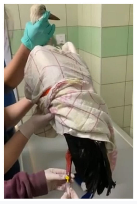 Cudem doleciał do Polski