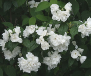 jasmin
