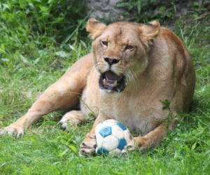 Zabawki dla zwierzaków w zoo