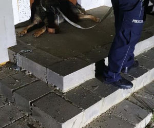 Pies WISIAŁ na płocie! Skomplikowana akcja ratownicza w Węgorzewie