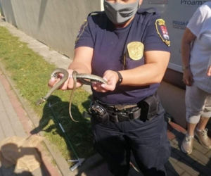 Płock. Między dokumentami znaleźli węża! Przyjedźcie natychmiast [ZDJĘCIA]
