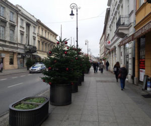 Choinki na Nowym Świecie