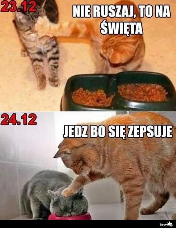 Najlepsze memy o świętach. Te obrazki rozbawią Cię do łez! Tak wygląda Boże Narodzenie oczami internautów [TOP 75]