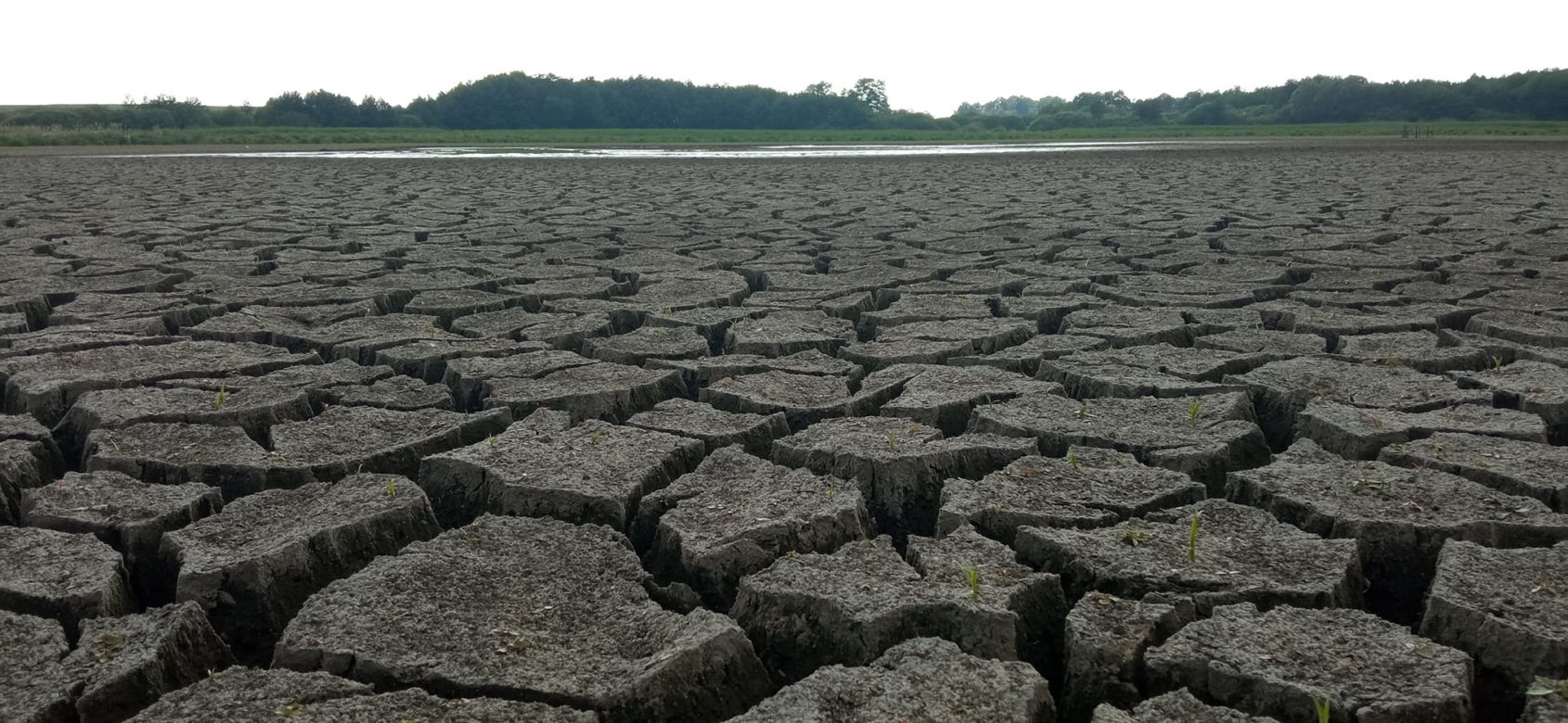 Wyschnięte jezioro w Skrzatuszu pod Piłą