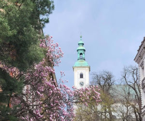 Tu wiosna wygląda najpiękniej. Różowe drzewa zachwycają mieszkańców