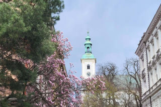Wiosenny spektakl na Śląsku. Dziesiątki magnolii właśnie zaczęły kwitnąć