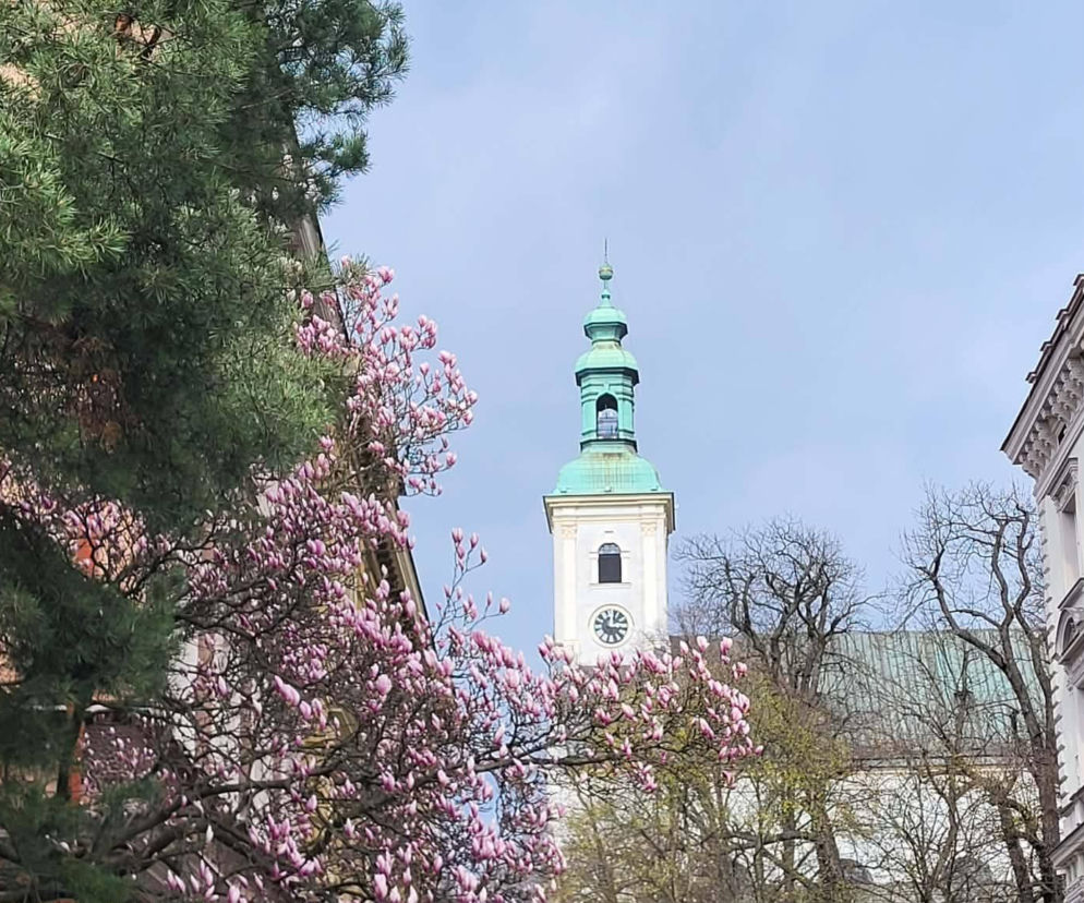 To miejsce w woj. śląskim zamienia się w różowy raj. Kwitną tu dziesiątki magnolii