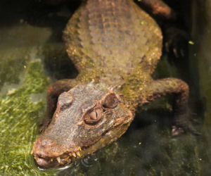 Kajman złapany we Wrocławiu trafił do ogrodu zoologicznego