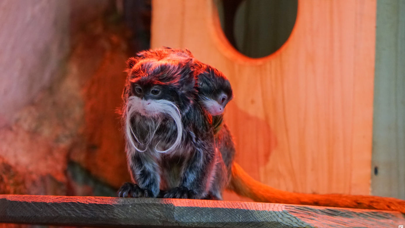 Opole. Nowe małpki w opolskim ZOO! [ZDJĘCIA]