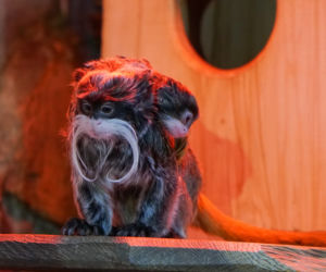 Opole. Nowe małpki w opolskim ZOO! [ZDJĘCIA]