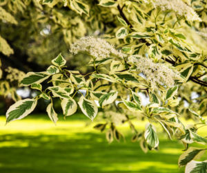 Dereń pagodowy