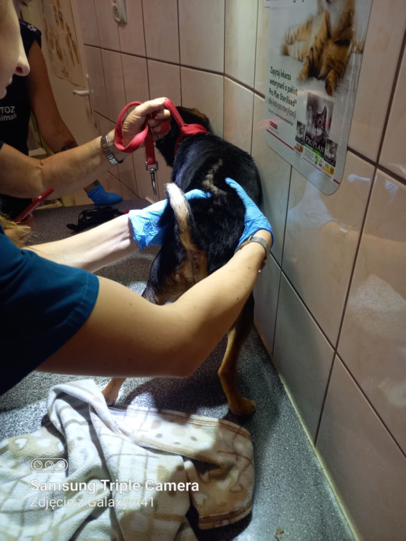 Inspektorzy OTOZ Animals w Bielsku-Białej odebrali osiem skrajnie zaniedbanych psów