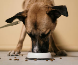 Pomóż zwierzakom i odbierz książkę!