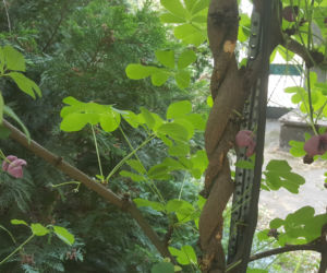 Półki bookcrossingowe w Ogrodzie Botanicznym UKW