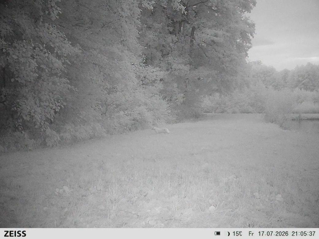 Alarm na Dolnym Śląsku. Nowe ustalenia po poszukiwaniach tajemniczego drapieżnika