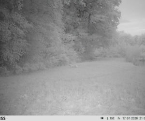 Alarm na Dolnym Śląsku. Nowe ustalenia po poszukiwaniach tajemniczego drapieżnika
