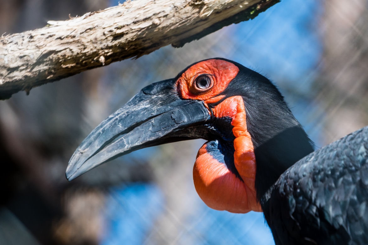 Koronawirus w Trójmieście. Zwierzęta z zoo tęsknią za ludźmi