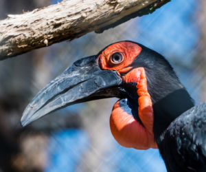 Koronawirus w Trójmieście. Zwierzęta z zoo tęsknią za ludźmi