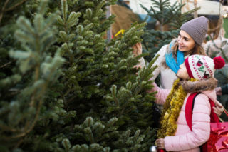 Najlepsze choinki na święta: świerk, jodła, sosna - który wybór będzie trafiony?