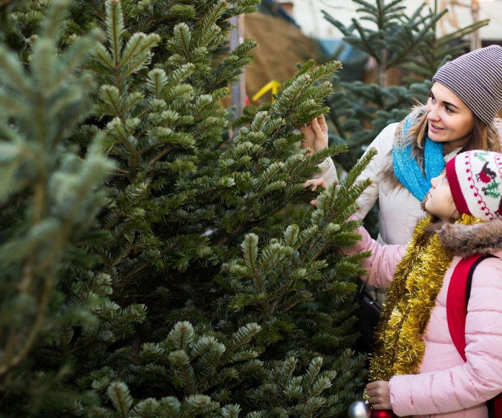 Świerk, jodła czy sosna: jakie drzewko będzie najlepsze na święta?