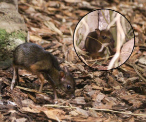 Malutki myszojeleń przyszedł na świat w Warszawskim ZOO. Jego imię wybierze zwycięzca aukcji WOŚP