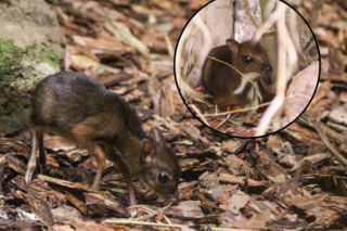 Malutki myszojeleń przyszedł na świat w Warszawskim ZOO. Jego imię wybierze zwycięzca aukcji WOŚP