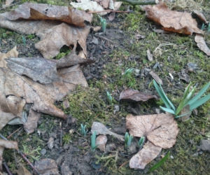 Rośliny poczuły już wiosnę. Co się z nimi stanie jak przyjdzie mróz? 