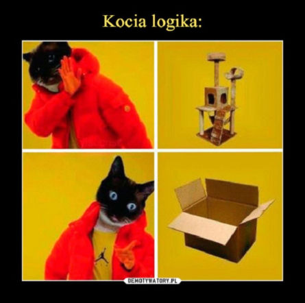 Dzień kota 17.02 - memy i animacje