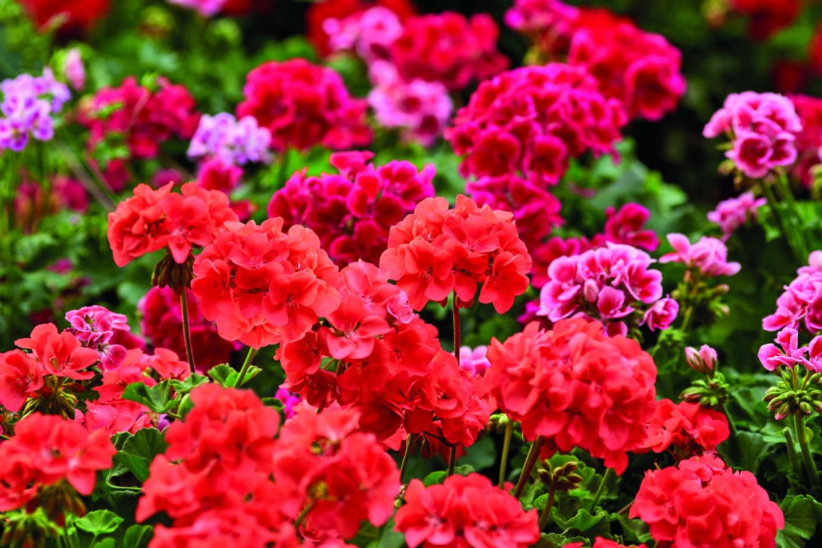 Pelargonie rabatowe