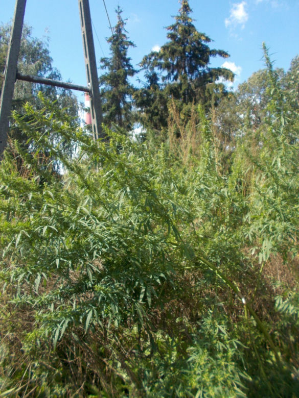 Miejska plantacja konopi w Wilanowie