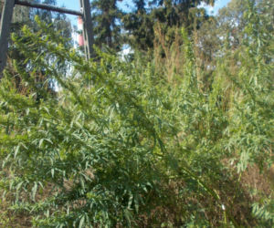 Miejska plantacja konopi w Wilanowie