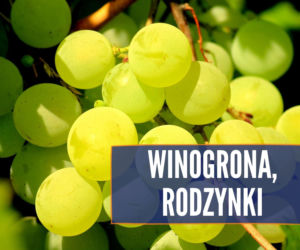 Czego nie może jeść pies? Te rzeczy mogą mu poważnie zaszkodzić! [LISTA]