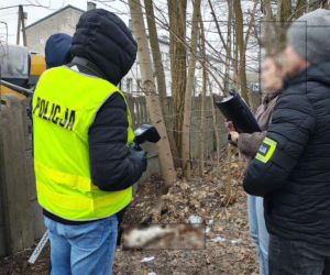 Miesiącami znęcał się nad swoją partnerką, nie oszczędził też jej psa. Wyrzucił Maltańczyka przez okno!