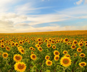 shutterstock_133670918