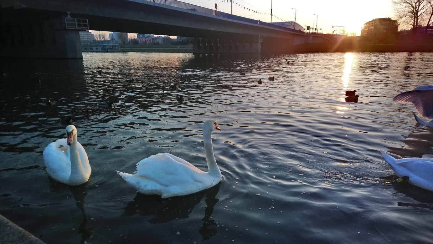 Krakowskie łabędzie robią furorę. Zobacz urocze ZDJĘCIA!