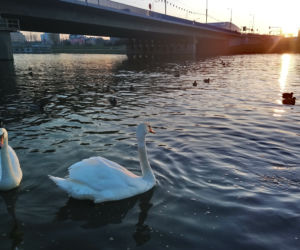 Krakowskie łabędzie robią furorę. Zobacz urocze ZDJĘCIA!