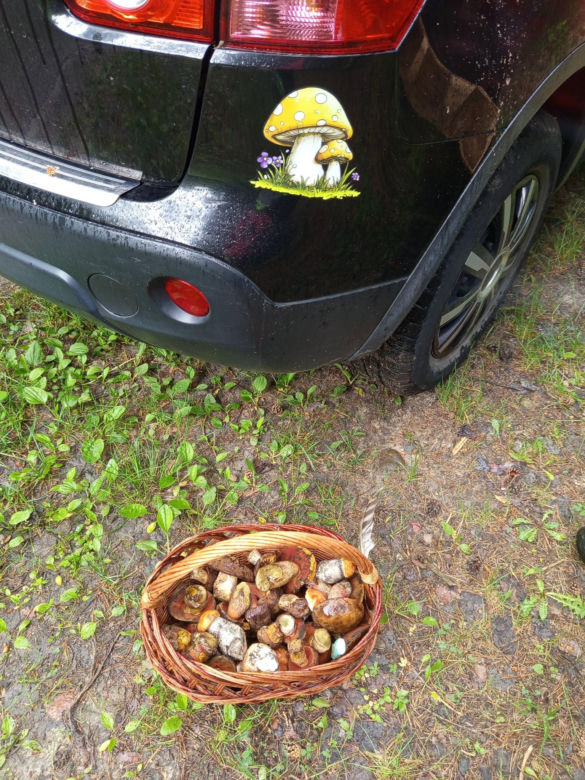 Nazywają go „grzybem wilczym” i często omijają ze strachu. W świętokrzyskich lasach właśnie zaczął się wysyp tego rarytasu