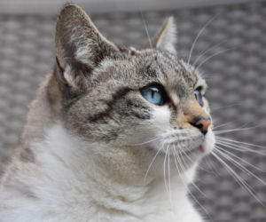 Zostawiasz kota samego w domu? Eksperci mówią, ile godzin to bezpieczne maksimum!