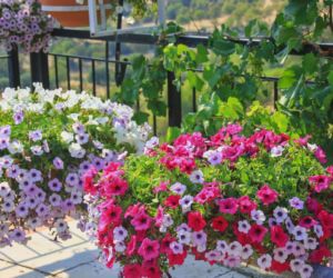 Balkon w sierpniu. TOP 10 kwiatów, które kwitną teraz najpiękniej