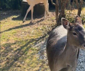 Szokujące nagranie z ogrodu Ewy Gawryluk! Takich gości się nie spodziewała