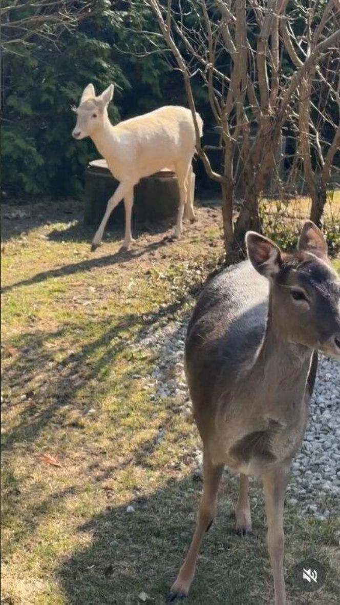 Szokujące nagranie z ogrodu Ewy Gawryluk! Takich gości się nie spodziewała