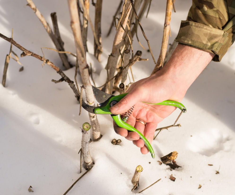 Zimowe cięcie malin